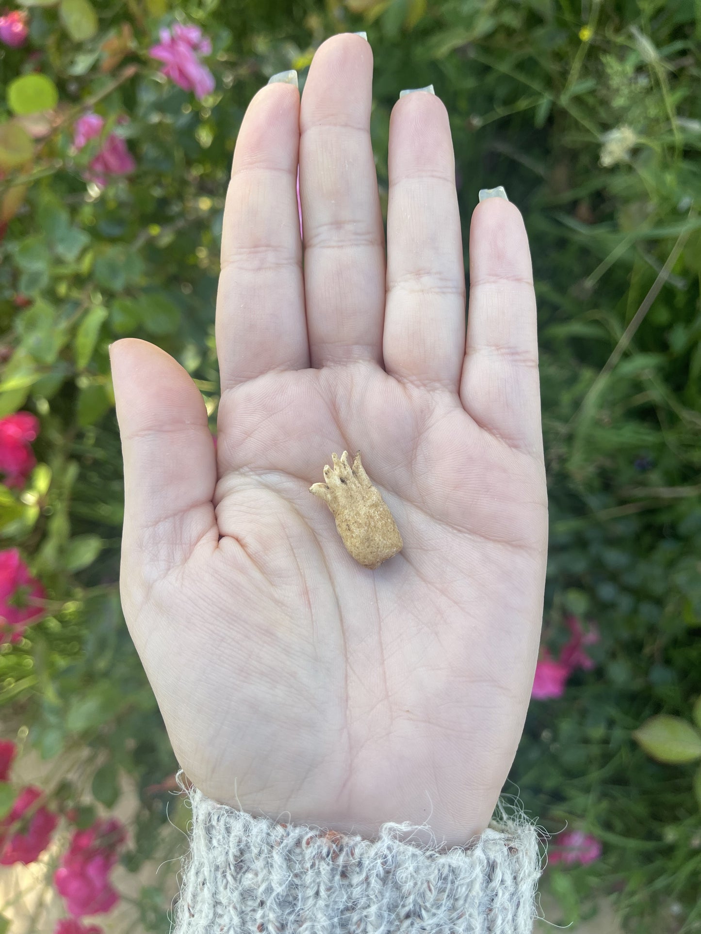 Amulette racine « main chanceuse » ( Chance aux jeux d’argent )